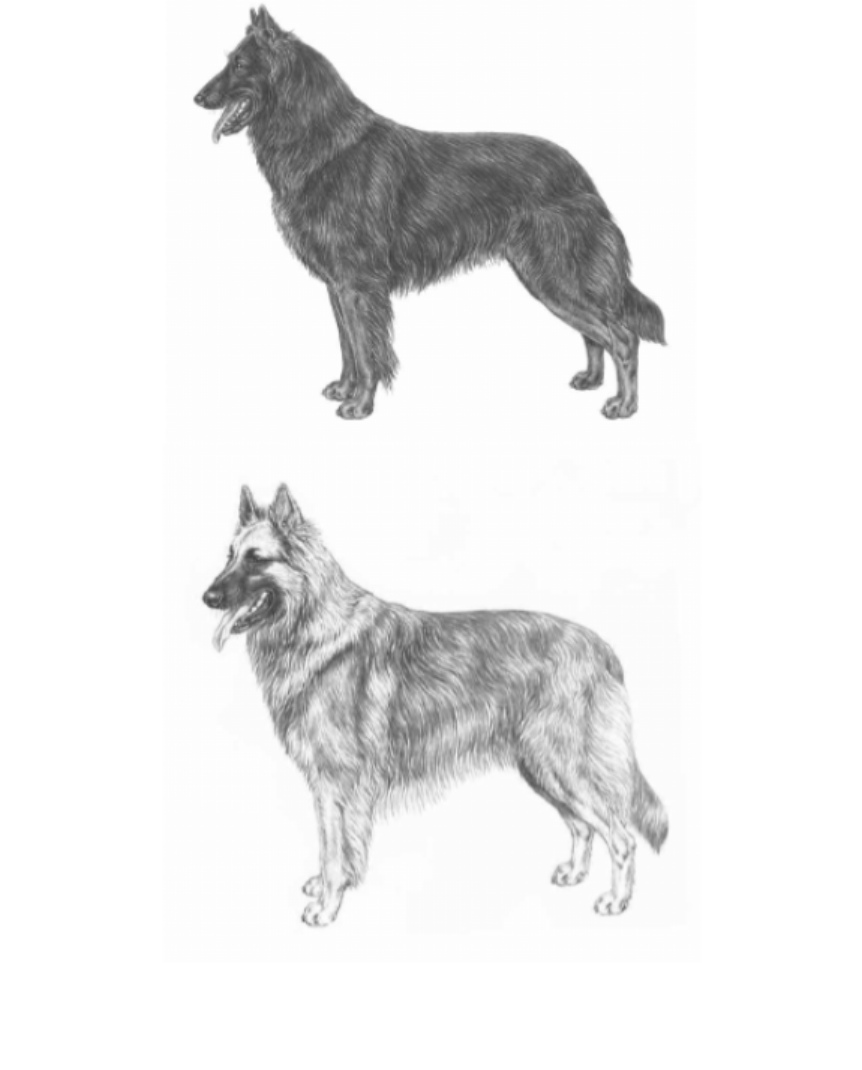 Грюнендаль и тервюерен - длинношерстные бельгийские овчарки