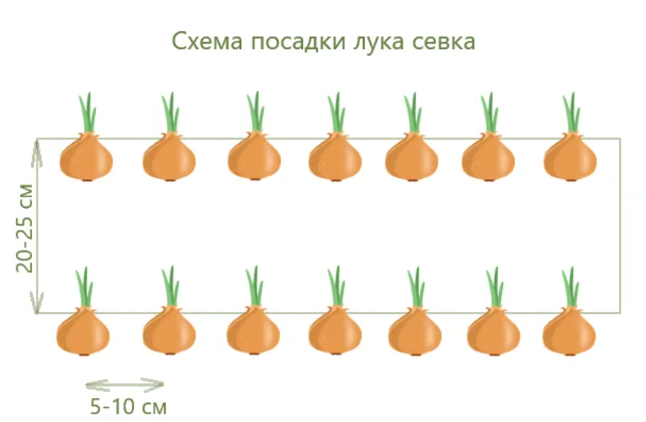 Схема посадки севка весной на репку в открытом