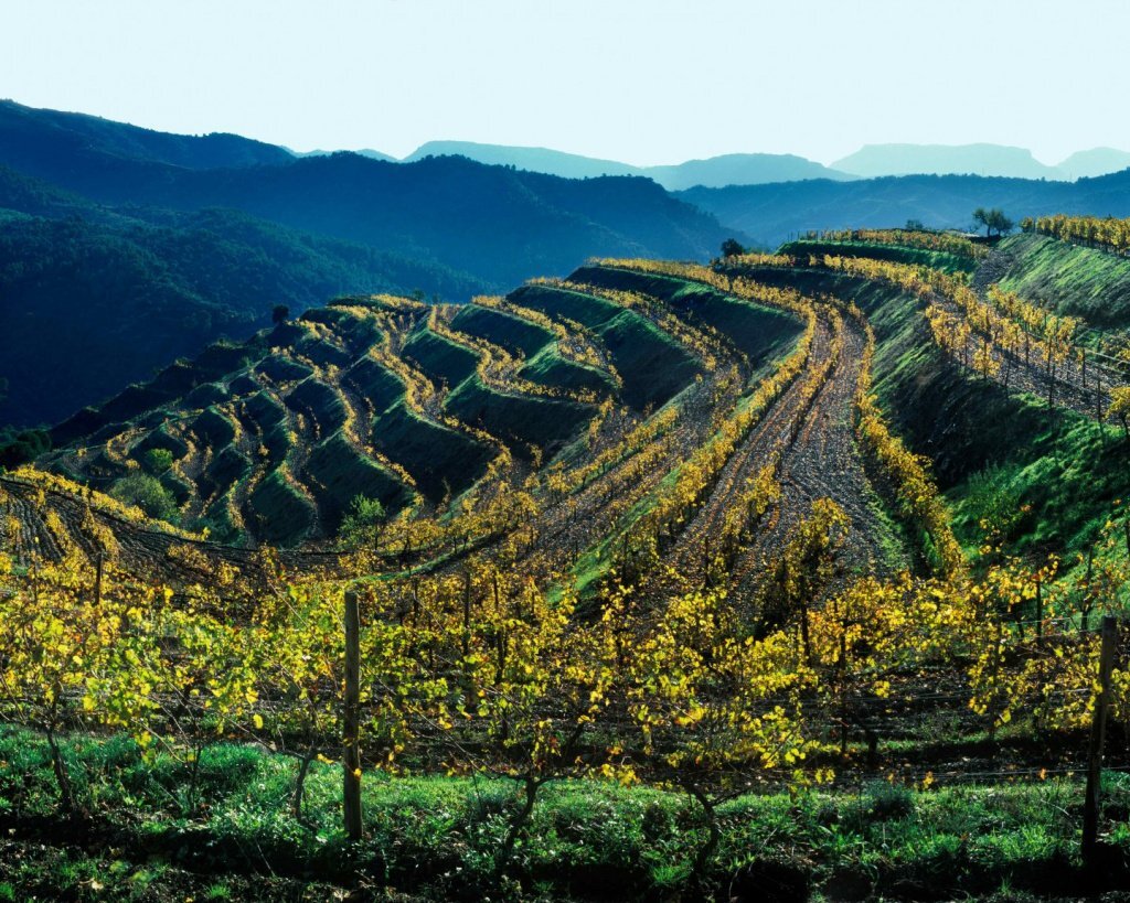 Виноградники Приората Испания