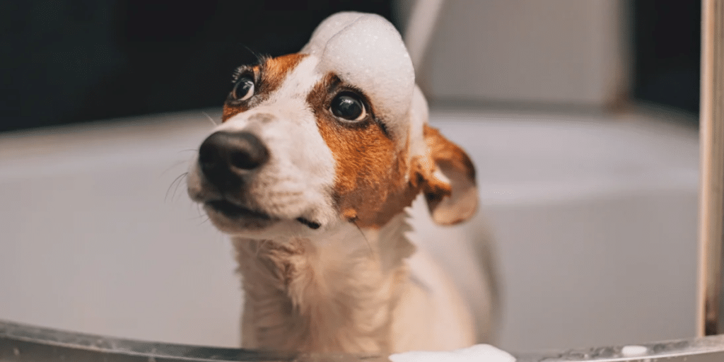    Джек-рассел-терьер — порода охотничьих собак, выведенная в Великобритании, получившая дальнейшее развитие в Австралии / © Flickr