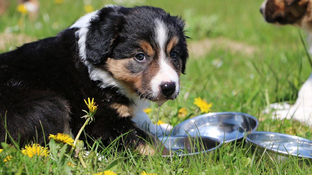 Бордер-колли – самая интеллектуальная порода собак в мире | Dog Breeds |  Дзен