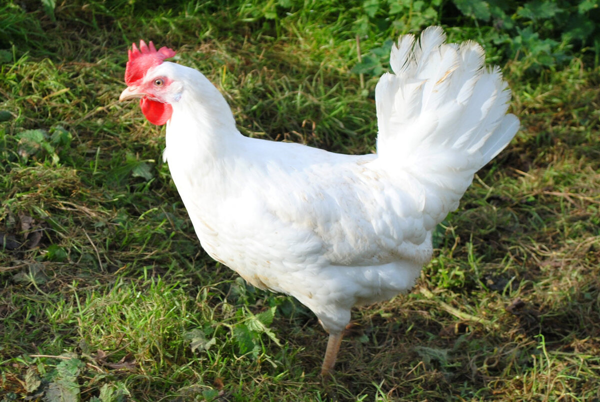 Белый леггорн
