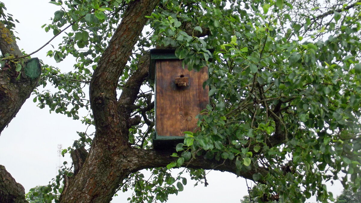 Ловушка для пчел