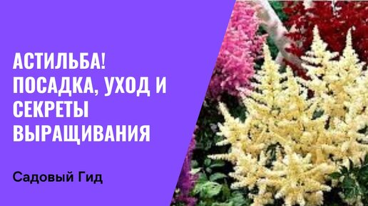 АСТИЛЬБА: ВСЕ, ЧТО НУЖНО ЗНАТЬ ОБ УХОДЕ + ПОСАДКА!