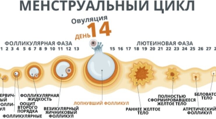 Может ли девушка забеременеть от девушки. Овуляция это. Овуляция симптомы. Признаки овуляции. Как понять овуляцию признаки.