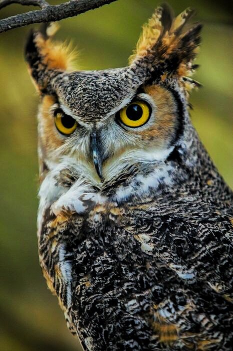 Обыкновенный фи́лин (лат. Bubo bubo, ст.-рус. пугач) — хищная птица из семейства совиных, один из наиболее крупных представителей отряда совообразных. Наиболее характерные черты включают в себя массивное «бочкообразное» телосложение, рыхлое оперение с преобладанием рыжеватых и охристых оттенков, ярко-оранжевые глаза и пучки удлинённых перьев над ними (так называемые «перьевые уши»). Распространён в лесных и степных районах Евразии, где приспосабливается к самым разнообразным биотопам, где имеется достаточная кормовая база и труднодоступные места для гнездования. Не сторонится человека и иногда (чаще в Западной Европе) селится в городской черте.