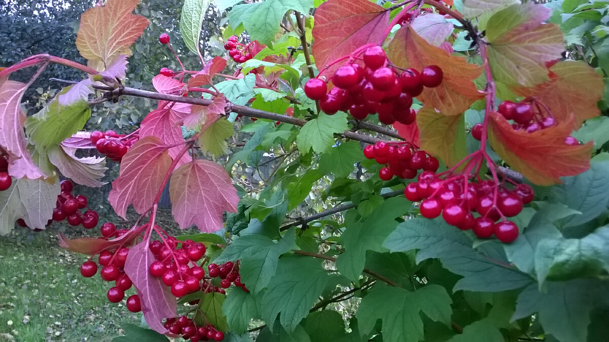 Таежные рубины