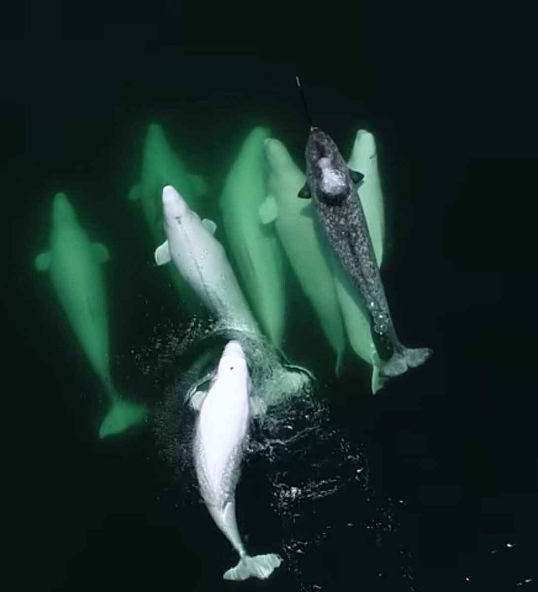 Нарвал в стае своих белокожих братьев.