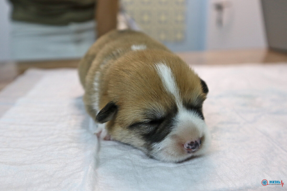 Щенок собаки Молли 