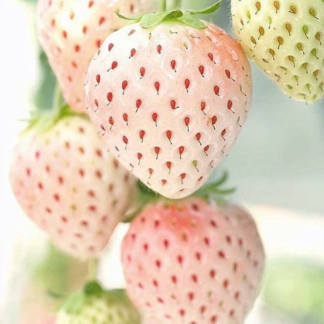 Белая клубника