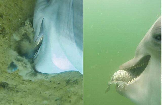     Фото: Ridgway et al., PLOS ONE, 2022