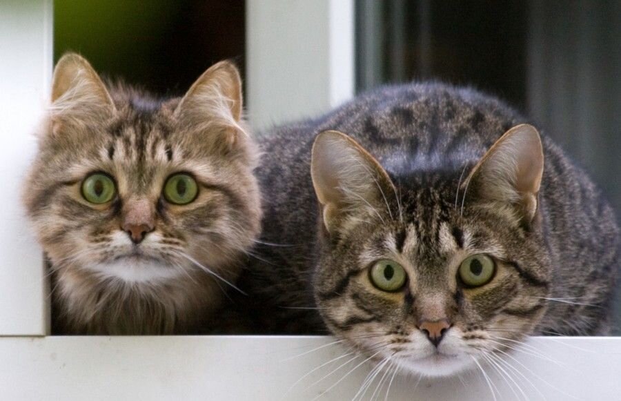 Ну-ка посмотрим, что вы тут накропали.   Фото из бесплатного доступа.