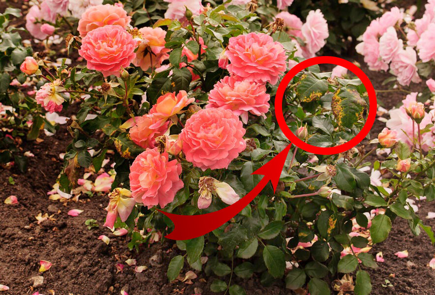 Зараженные листья, которые обязательно нужно удалить и выбросить