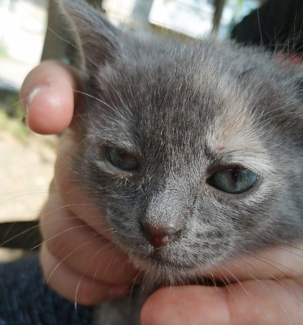 Крошечный малыш печально смотрел на прохожих. Он устал так, что не мог уже сопротивляться.