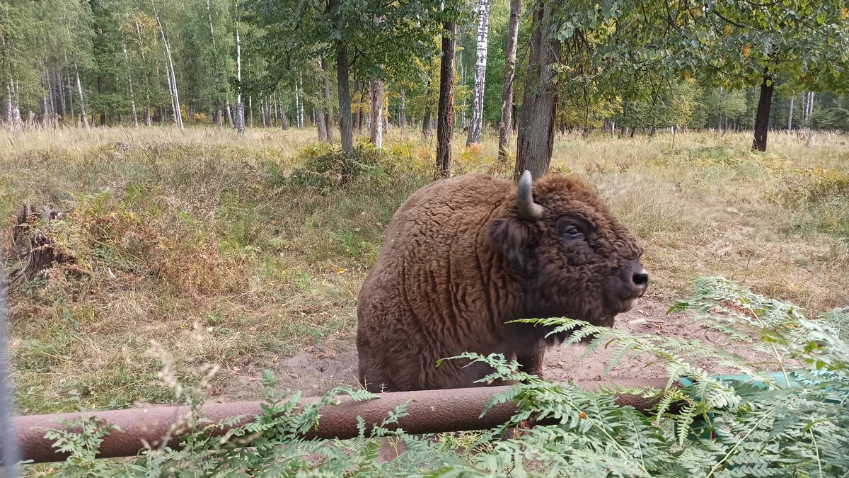 Красавец