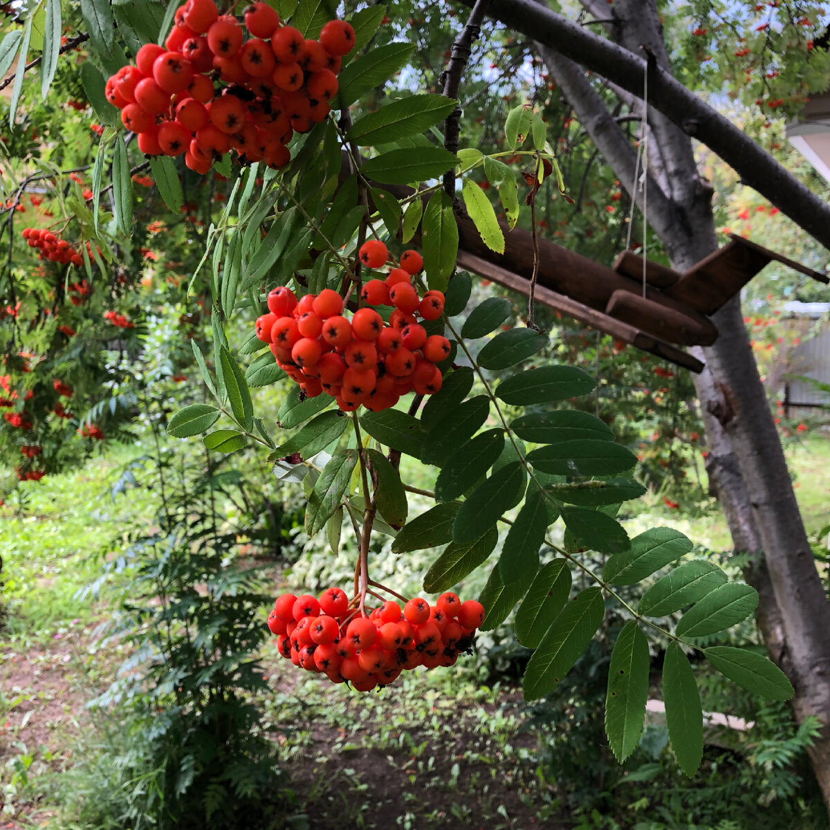 Рябина обыкновенная - Sorbus aucuparia