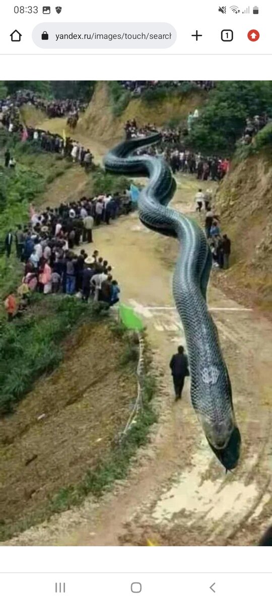 Титанобоа на тропе.