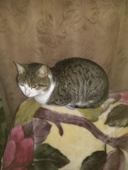 Котик Василий на даче. Фото из личного архива.