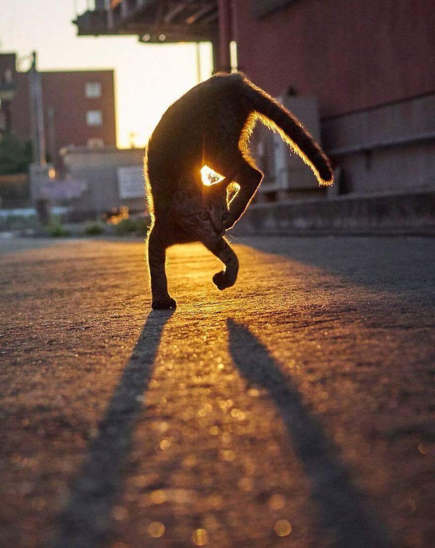 30 веселых фотографии с домашними животными