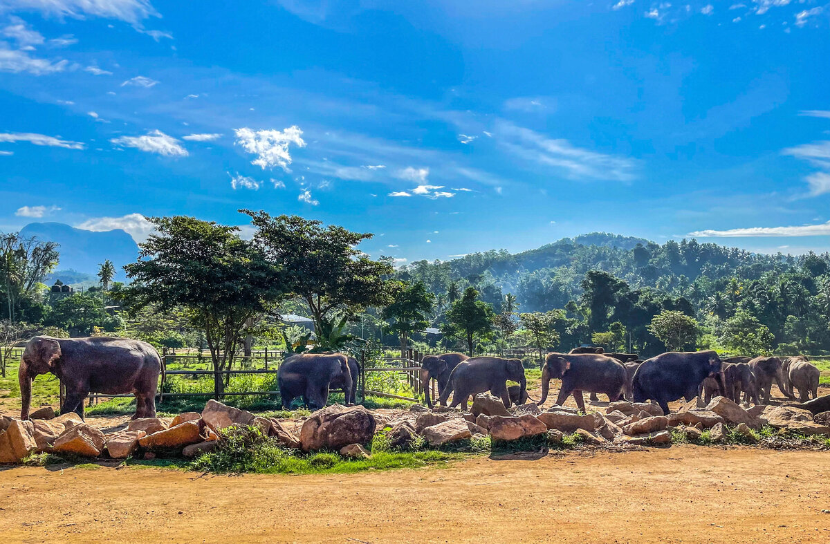 Фото автора. Pinnawella Elephant Orphanage Park