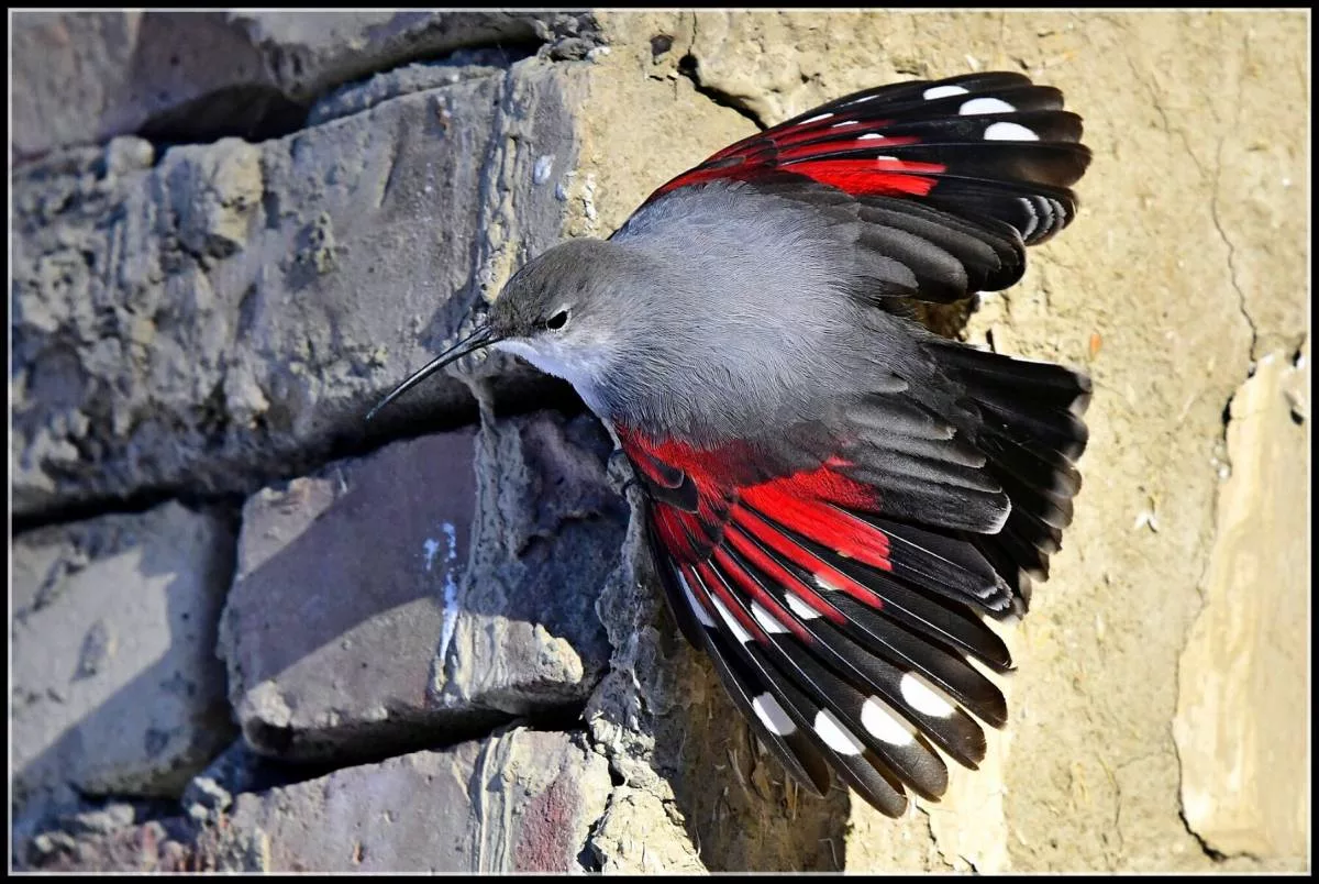 Краснокрылый стенолаз: Птицу невероятной красоты можно принять за огромную бабочку, но встретить её можно только высоко в горах