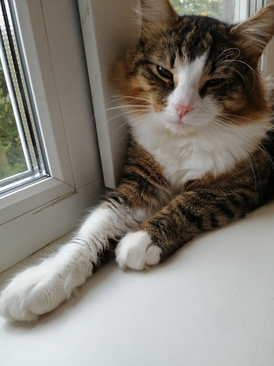 💜 Кексик 🐾