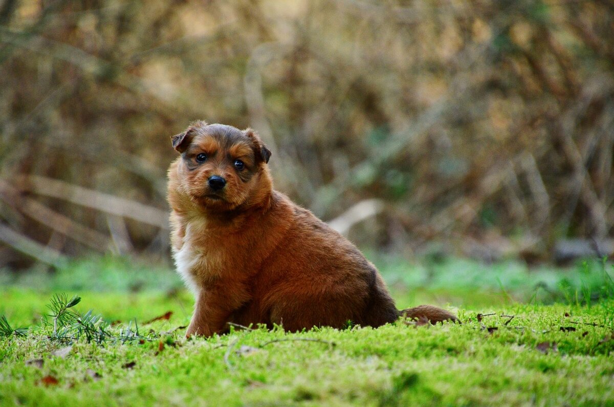 Как не перекормить собаку: 5 способов борьбы с лишним весом | Petshop  Journal | Дзен