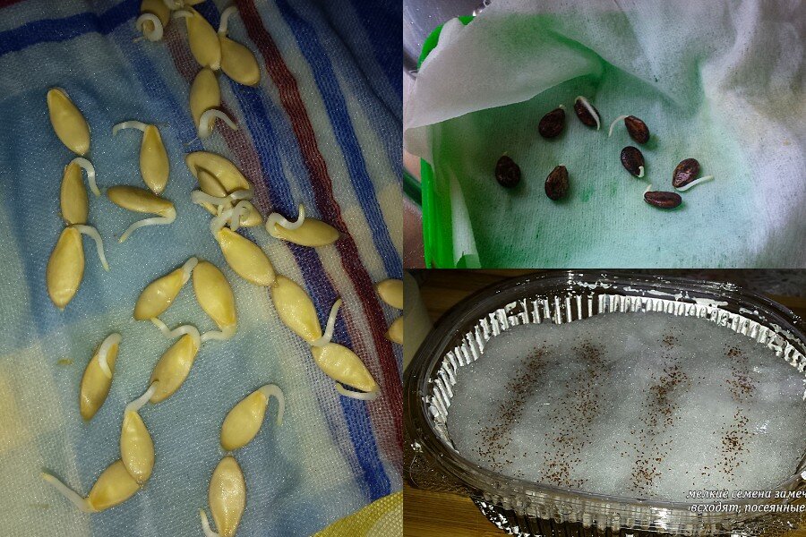 На картинке - пророщенные семена огурцов, арбуза и посадка по снегу семян петунии.