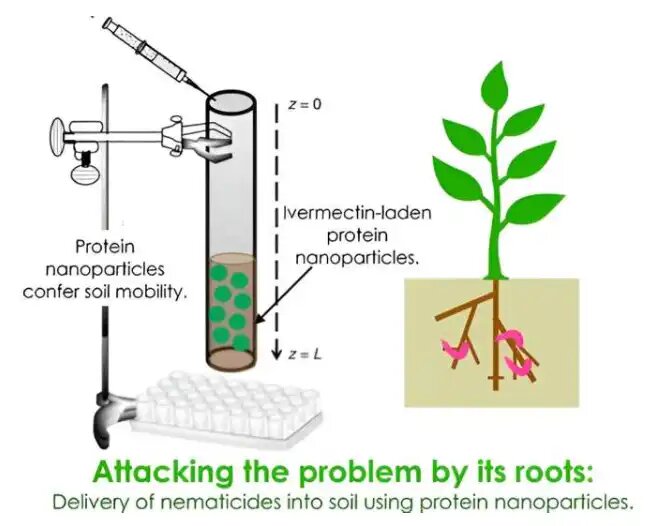 Ученые разработали наночастицы из вирусов растений, которые могут доставлять молекулы пестицидов в почву