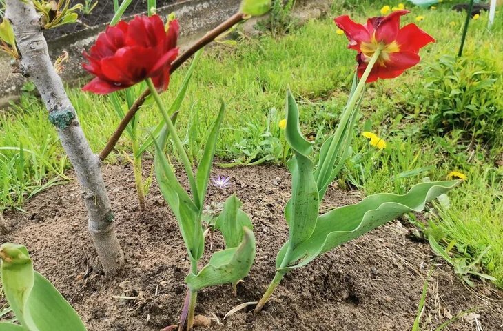    Когда сажают луковицы тюльпаны осенью: сроки посадки и борьба с основными болезнями