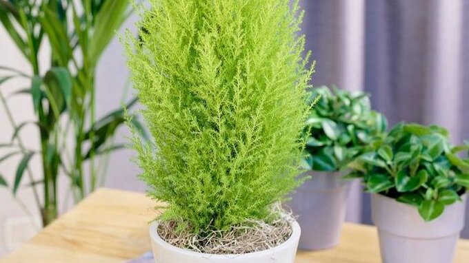 Кипарис крупноплодный Голдкрест