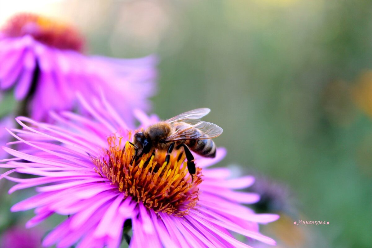 Цветной мир. Фото моей дочери