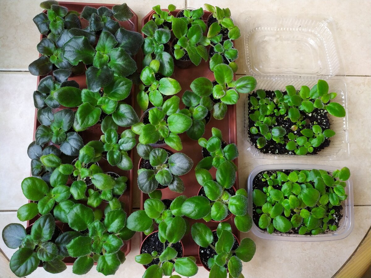 Фото: Инна Суворова, сеянцы сенполии, пятый месяц от посева