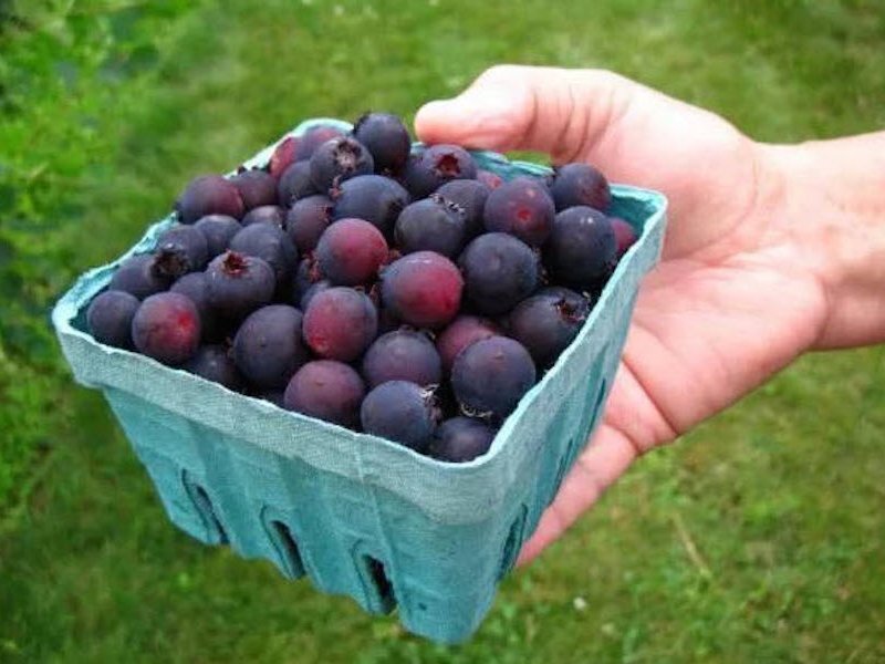 
У ирги есть много названий: мушмула, коринка, амеланхиер, медовое яблочко. Но суть остаётся одной — продукт обладает невероятным вкусом и пользой. При этом используются не только сами ягоды, но и листья ирги, кора, соцветия.