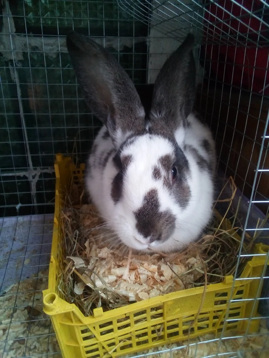 Мясной крол Банан.