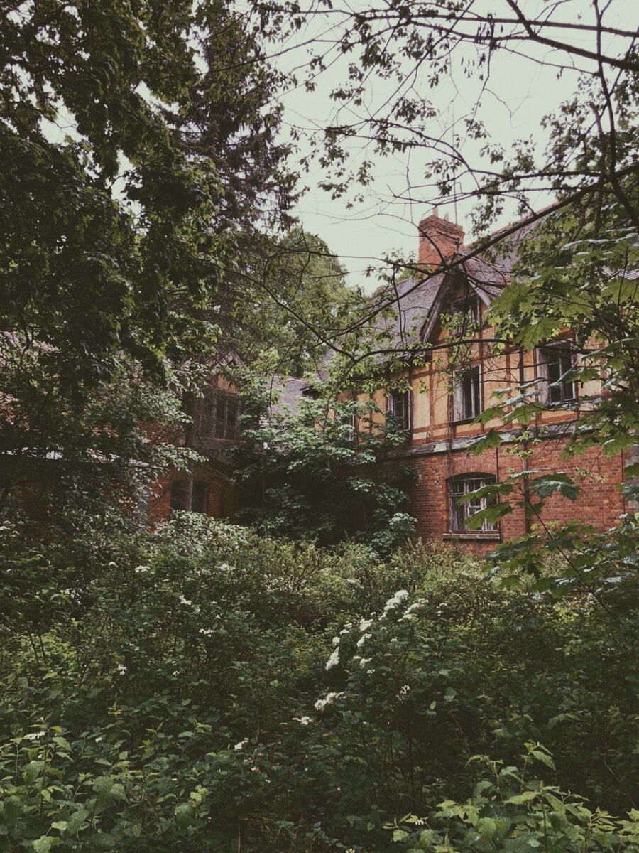 Атмосферные плети растений 