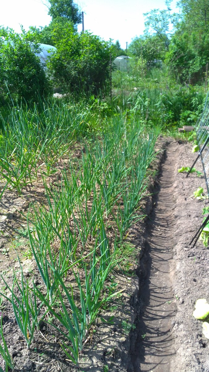 Мой озимый лук