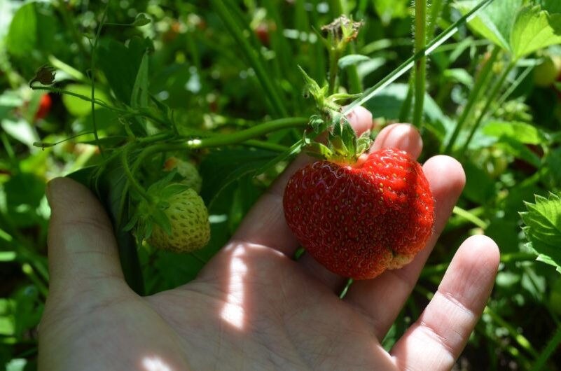 Вот такие у меня сорта клубники.