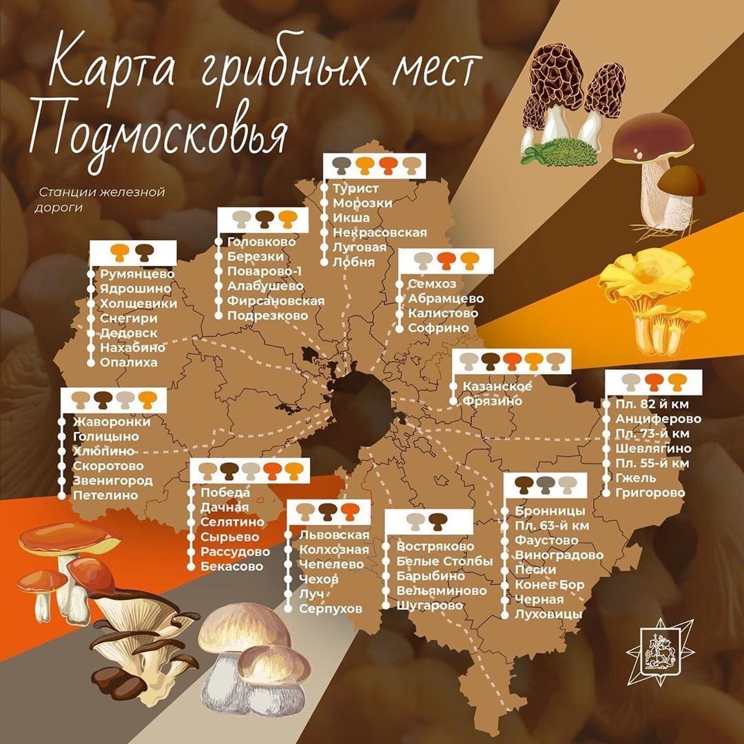 Карта белых грибов в подмосковье