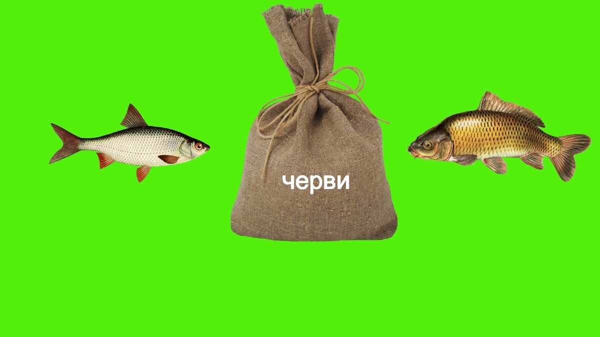 Черви для рыбалки