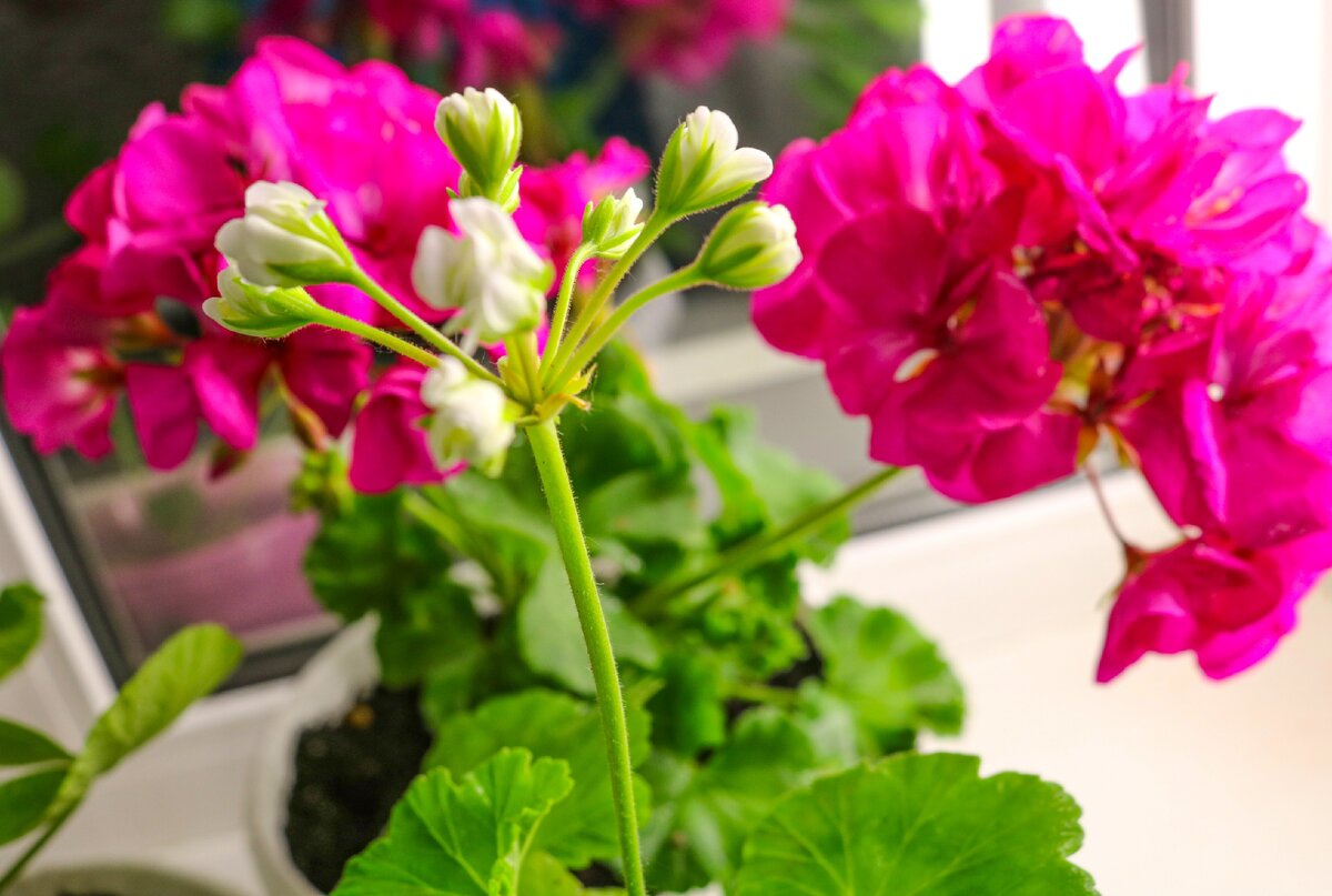 Пеларгония