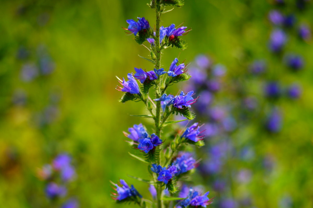 Синяк обыкновенный применение. Echium vulgare синяк обыкновенный. Трава синяк обыкновенный медонос. Синяк обыкновенный, Румянка (Echium vulgare. Луговой медонос синий.