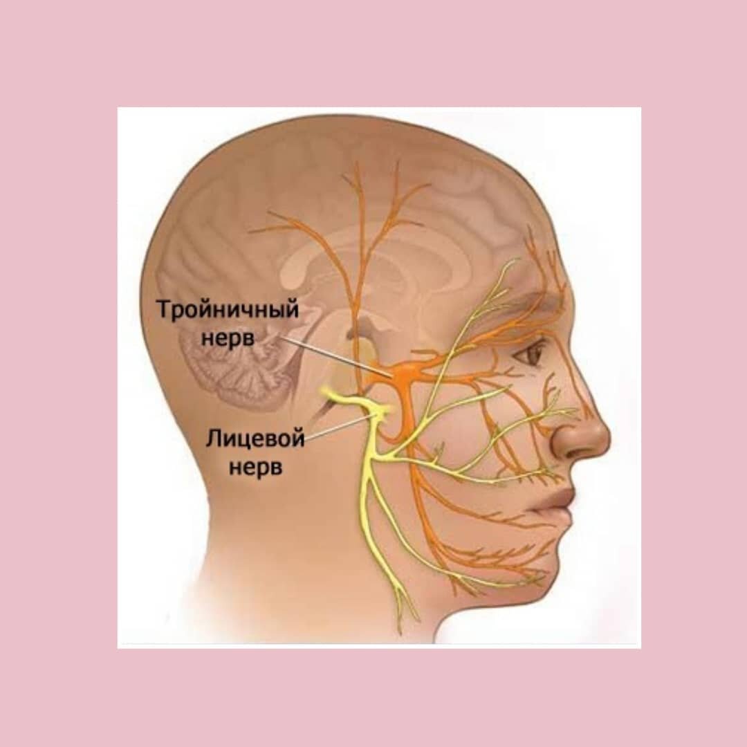 Nervus frontalis