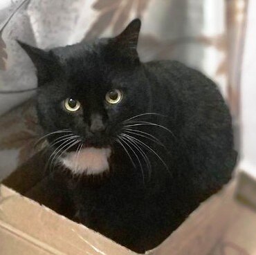 Котик, накормленный плохо, смотрит с укоризной и прячется от хозяина в коробку.