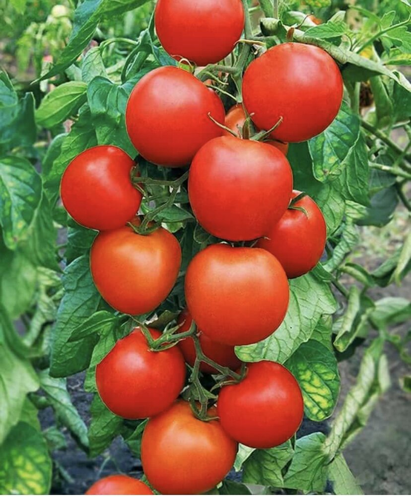 Сочные и вкусные🤤