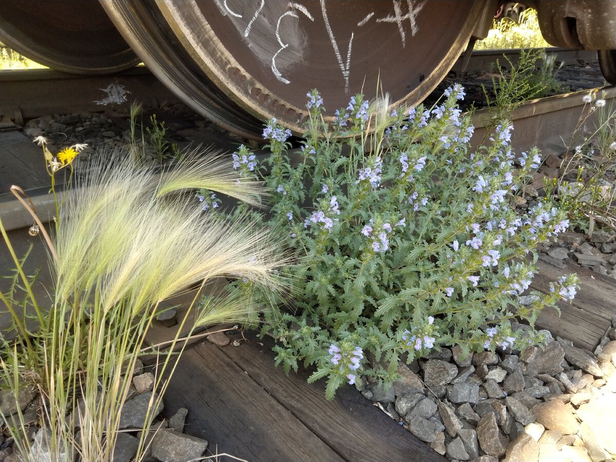 Цветы креазотки