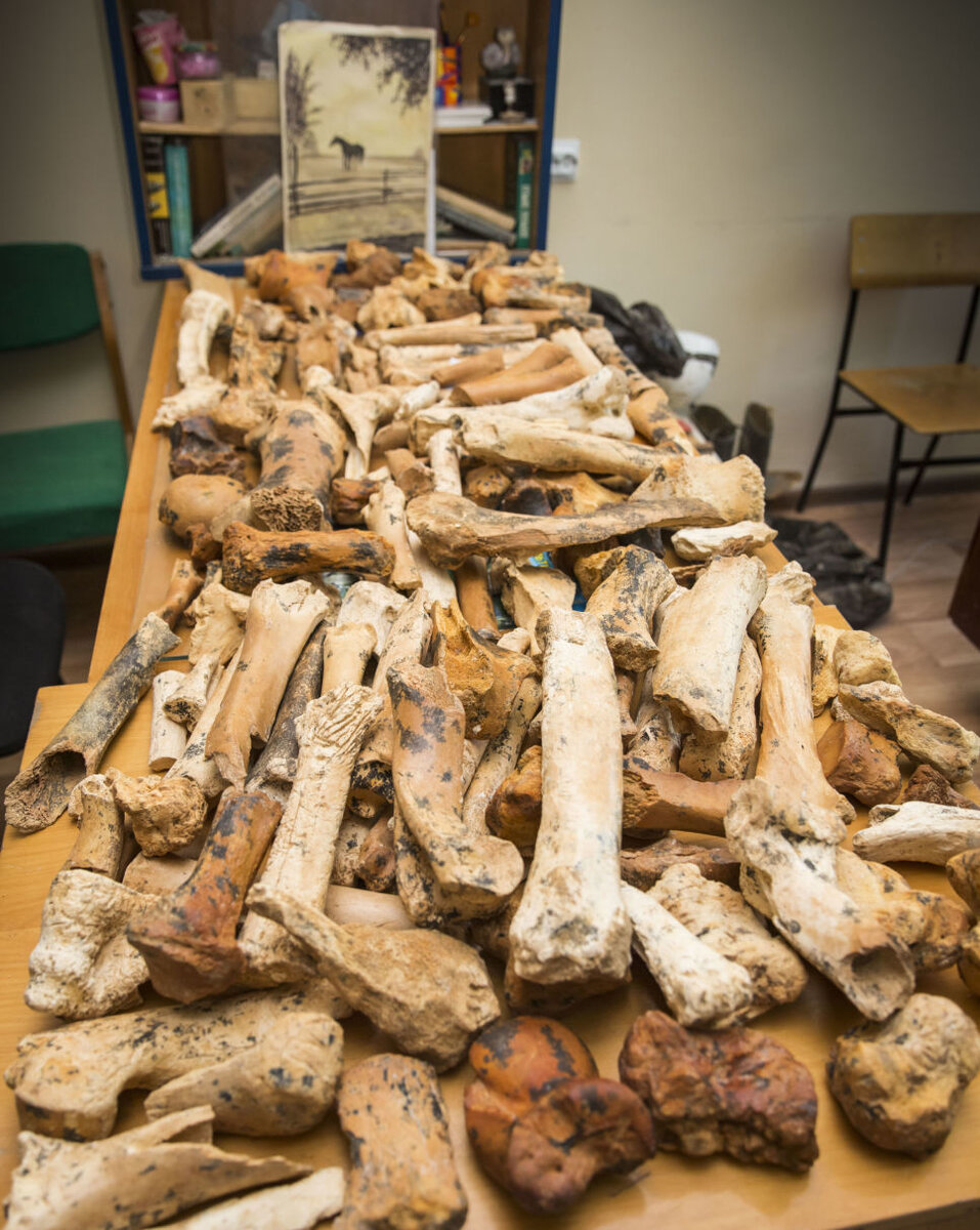 Вот эти кости. Фото с сайта - crimea.ria.ru