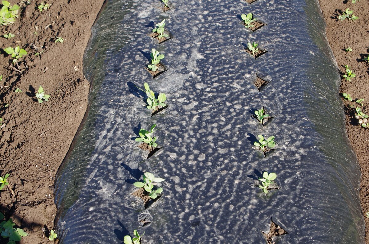 Овощной горох посеянный на грядке с мульчирующей плёнкой