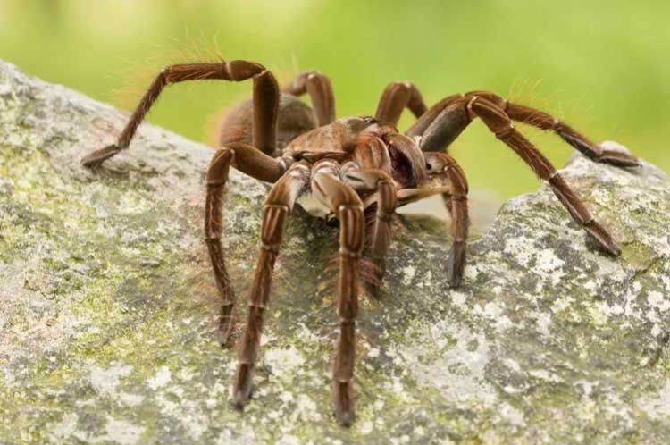 Голиаф-птицеед