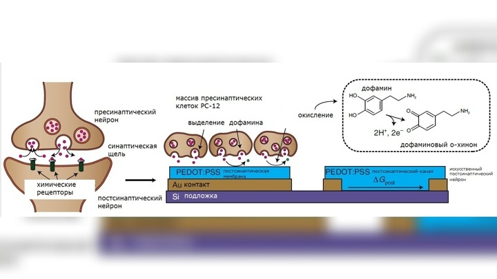 Иллюстрация Scott T. Keene et al./Nature Materials (2020).